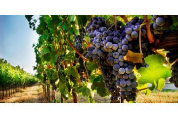 Flavescenza dorata della vite: massima attenzione